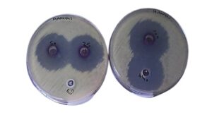 استخلاص وتنقية القلويدات من نبات الاوركيد Phalaenopsis amabilis ودراسة تأثيرها ضد بعض البكتريا المسببة لالتهاب المجاري البولية